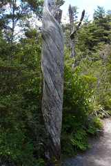 Libocedrus bidwillii