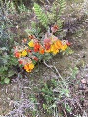 Hermannia multiflora