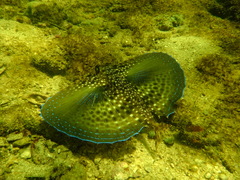 Dactylopterus volitans