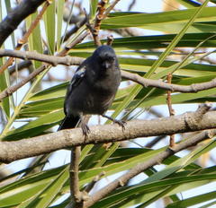 Melaniparus niger niger