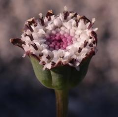 Othonna digitata