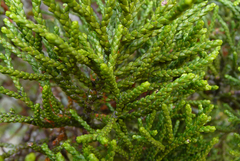 Libocedrus bidwillii
