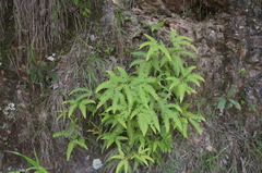 Gleichenella pectinata