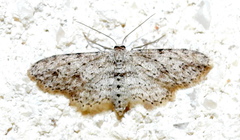 Pimaphera sparsaria