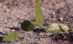 Othonna stenophylla
