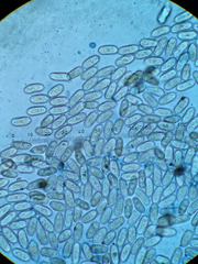 Pilobolus crystallinus