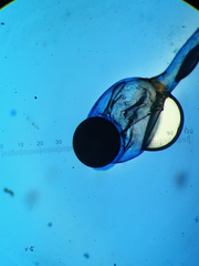 Pilobolus crystallinus