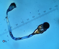 Pilobolus crystallinus