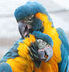 Blue-Throated Macaw photo 1