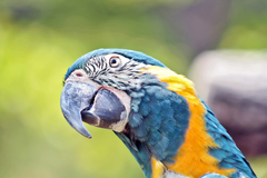 Blue-Throated Macaw photo 2