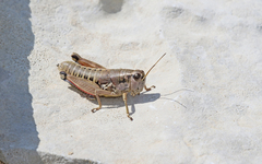 Podisma amedegnatoae