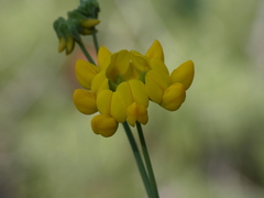Coronilla juncea