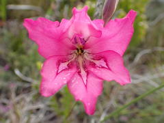 Gladiolus ornatus