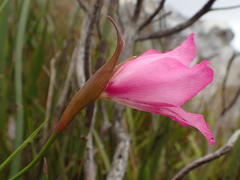 Gladiolus ornatus