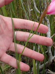 Gladiolus ornatus