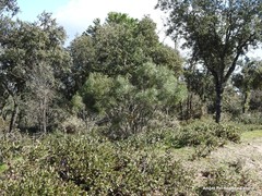 Phillyrea angustifolia