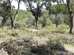 Phillyrea angustifolia