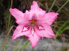 Gladiolus ornatus