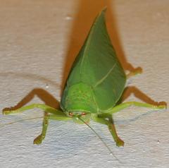 Zabalius ophthalmicus