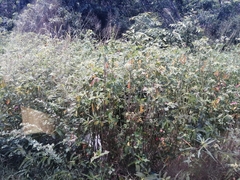 Euphorbia heterophylla