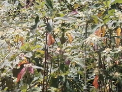 Euphorbia heterophylla