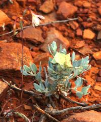 Atriplex lindleyi inflata