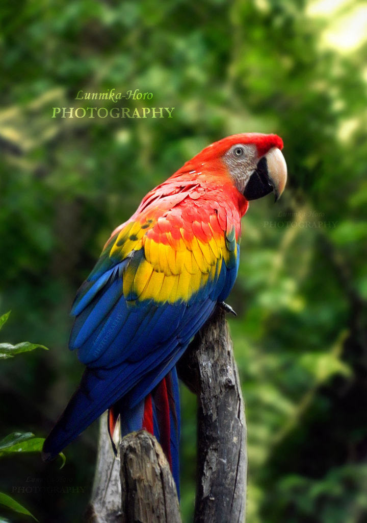 Scarlet Macaw