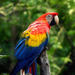 South American Scarlet Macaw - Photo (c) Lunnika Horo , some rights reserved (CC BY-SA)