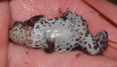 Poyntonia paludicola