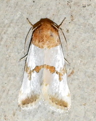 Schinia chrysellus