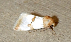 Schinia chrysellus