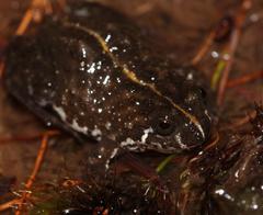 Poyntonia paludicola