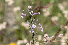 Hesperidanthus