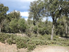 Phillyrea angustifolia