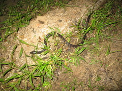 Hydrops triangularis