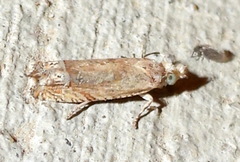 Eucosma mormonensis