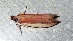 Tampa dimediatella