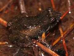 De Villier's Moss Frog photo 3