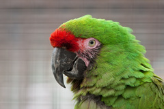 Military Macaw photo 5