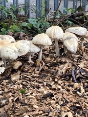 Agrocybe rivulosa