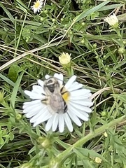 Colletes compactus