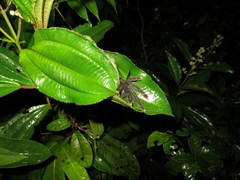 Avicularia avicularia