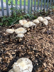 Agrocybe rivulosa