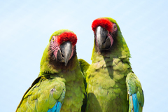 Military Macaw photo 3