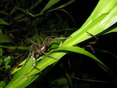 Ancylometes bogotensis