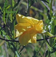 Oenothera affinis