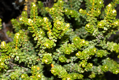 Olearia nummulariifolia
