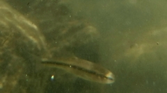 Rhinichthys obtusus