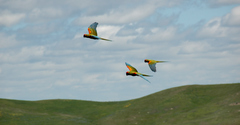 Red-Fronted Macaw photo 4
