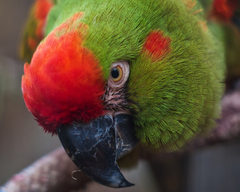Red-Fronted Macaw photo 3